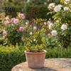 Unique Garden Stakes 11.8 Inch Plant Trellis for Climbing Plants, Elegant Lady Metal Gifts Friends Trellis, Decorative Flower Support Outdoor