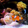 20 Stück Aquarium-Netz Kleine Größe Fischbehälter-Reinigungswerkzeug Weiches Sicheres Netz Erweiterter Verdickter Griff zum Fangen von Garnelenfischen