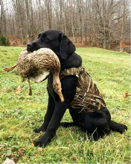 Dog Camouflage Outdoor Training Vest - Warm Protection for Hunting and Military Dogs