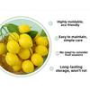 Artificial Lemon Branches Simulation Ornaments For Kitchen, Store Event Display Photography Prop Decorative Fruit & Vegetables