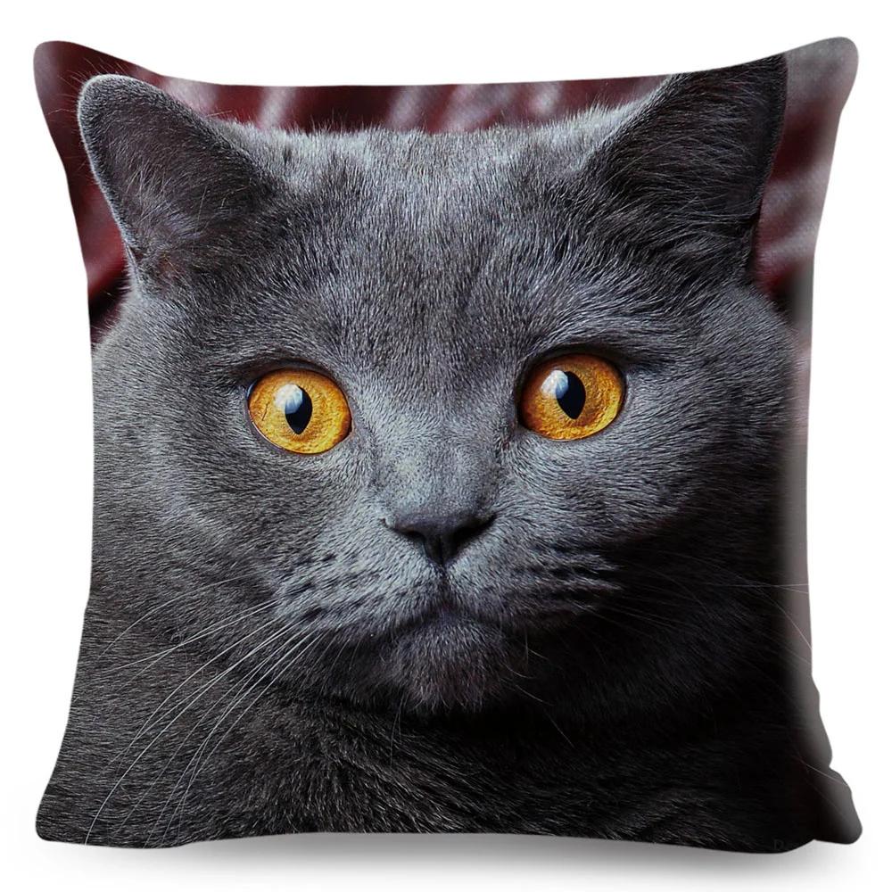 Housse de coussin British Shorthair bleu russe, taie d'oreiller en Polyester, décoration de chat mignon, Animal de compagnie, pour canapé, maison, voiture