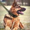 Tactical Dog Collar Leash Set Nylon Material Durable Dog Collar Reflective Leash Pet Training Dog Collar Large Dog Leash Set