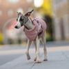 Mode Hundjacka för Små Medelstora Hundar Vinter Varm Husdjursrock med Sele Greyhound Beagle Schäferhund Jackor mascotas Kläder