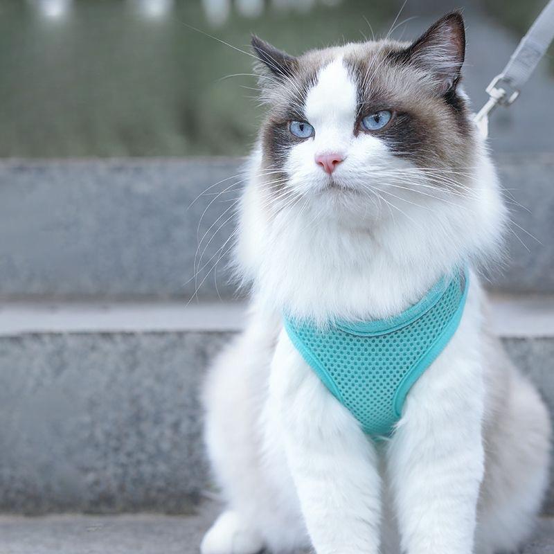 Regulowana smycz dla kota, Smycz dla kota, Smycz dla kota, Specjalna smycz dla kota zapobiegająca ucieczce podczas wychodzenia