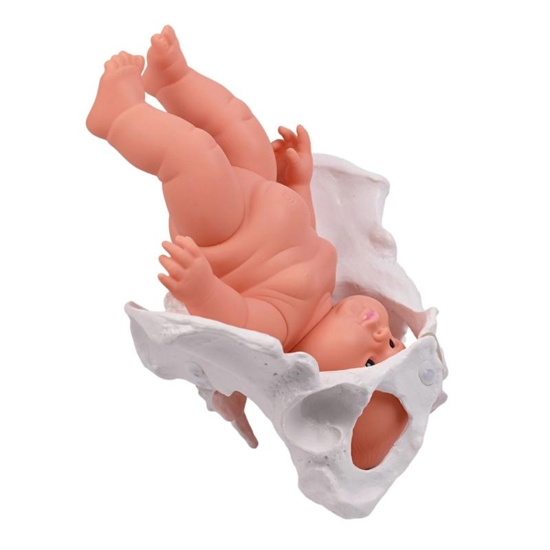 Modelo de Pelve Humana Feminina com Modelo de Esqueleto Pélvico Feminino de Bebê Auxílio de Ensino de Obstetrícia para Educação Científica