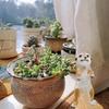 Meerkat Garden Animal Statue Garden Ornament for Home Office Balcony Porch