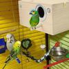 Parakeet Nest Box Wood Parrot Breeding Nest Cage House Nesting Boxes For Birds With Perch Stand Bird Cage Mating Cages