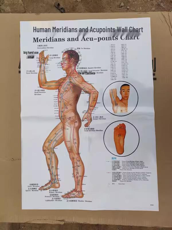 Comprehensive Acupoint Diagram: Human Body, Ear, Foot, Sole & Palm Charts for Massage Therapy and Tuina