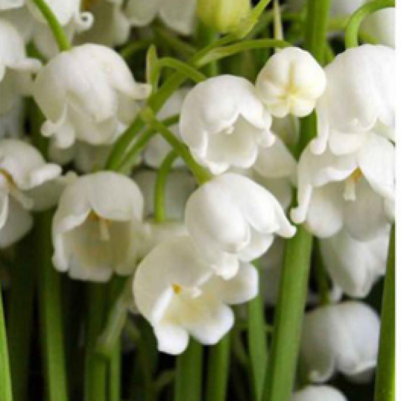 Elizabeth Arden [novinka] Elizabeth Arden White Tea Eau Fresh Edt 30ml