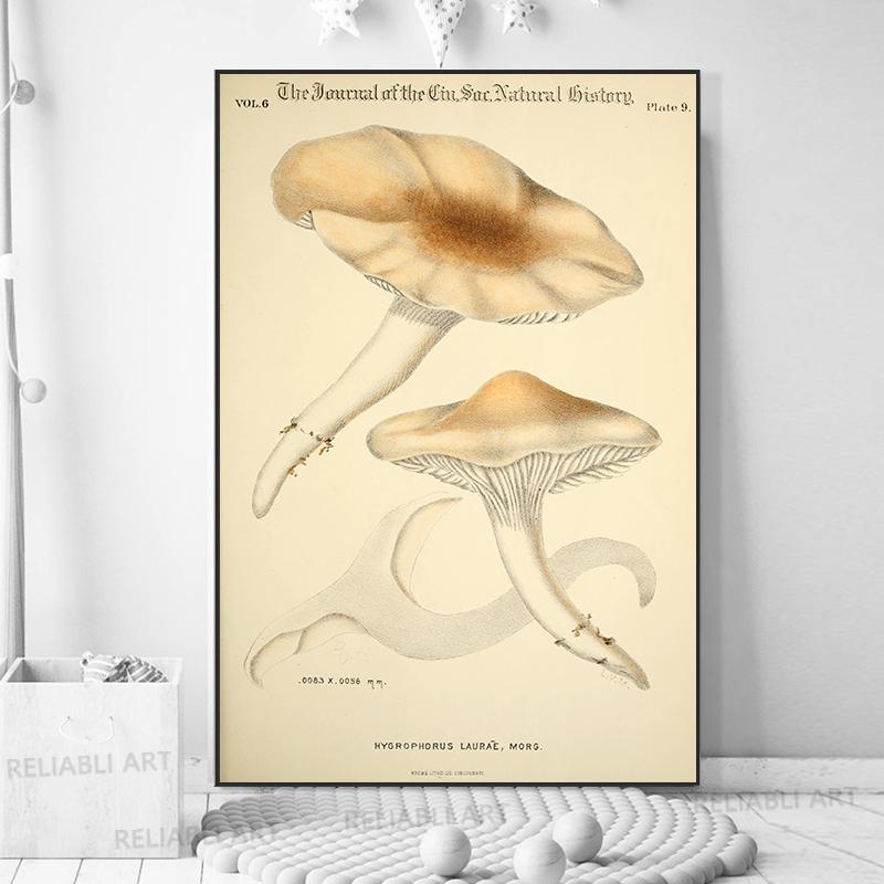 Vintage Mushroom Exemen Malba na plátně Starožitné umění na zeď Bylinné obrazy Vědecké plakáty a grafiky Dekor domácí kanceláře Cuadros