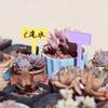 10/12PCS Waterproof Garden Marker Thickened Markers Label Plastic Writing Plate  Garden Nursery