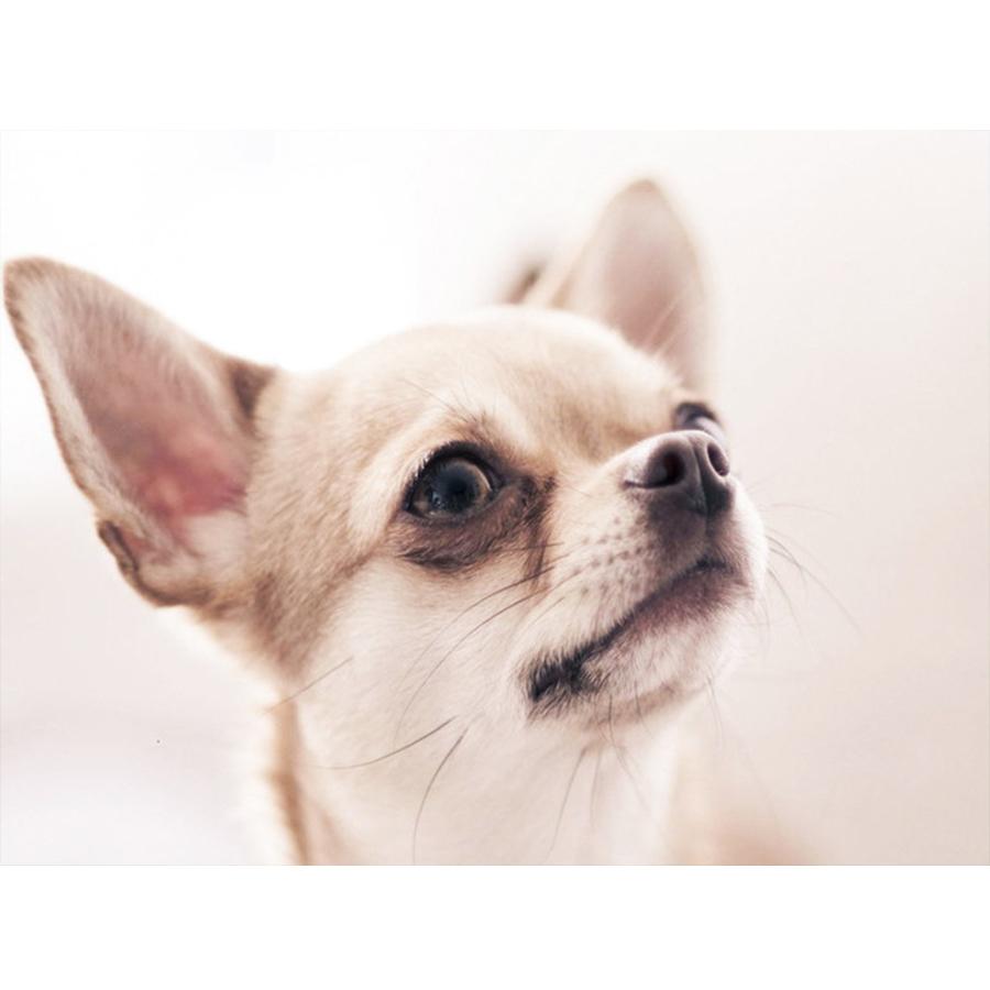 5D DIY Diamond Painting Kit Cute Dog Pictures of Rhinestones Diamond Embroidery Paul Mosaic Animal Home Decor