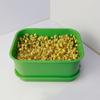 Green Sprout Dish Growing Pot Plastic Beans Seeding Pot New Plants Germination Tray