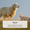 FUANNA All-Season Australian Wool Duvet