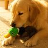 Yousheng Plüsch Stockente Hundespielzeug Stoffente Hund Kauspielzeug mit eingebautem Quietscher Unzerstörbares Hundespielzeug für aggressive Kauer Zahnen Apportieren Zerrspiel