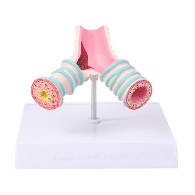 Bronchus Trachea Anatomical Model with Display Stand for Aasthma Disease Research Lectures Lab Hospital Education Use