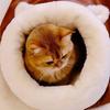 Soft Warm Cat Sleeping Bag Comfortable Winter Pet Bed Self-Warming Semi-Enclosed Puppy Cave Winter