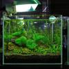 Underwater Led Fish Tank Lamp with Suction Cup Submersible Aquarium Light for Aquatic Plants and Fish Us Plug for Freshwater and Lighting