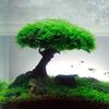 Aquarium Pflanze Moos Baum Landschaftsgestaltung Dekoration Holz Pflanzenwurzel Treibholz Wasserpflanzen Gras Aquarienzubehör (Kein Moos)