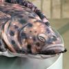 Dulton Fishes Halibut 105 Fish Cushion for Everyday Life Large Body Pillow Marine Life Nordic hippoglossus FISHES Total Length 105cm