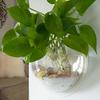 Versatile Hydroponic Planter - No-Drill, Indoor/Outdoor Wall Mount Aquarium Bowl for Home Decor & Garden Care