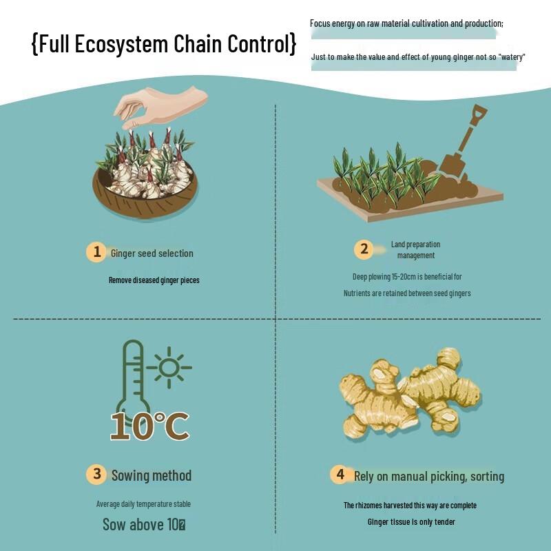 Accen Ginger Anti-Hair Loss & Growth Shampoo