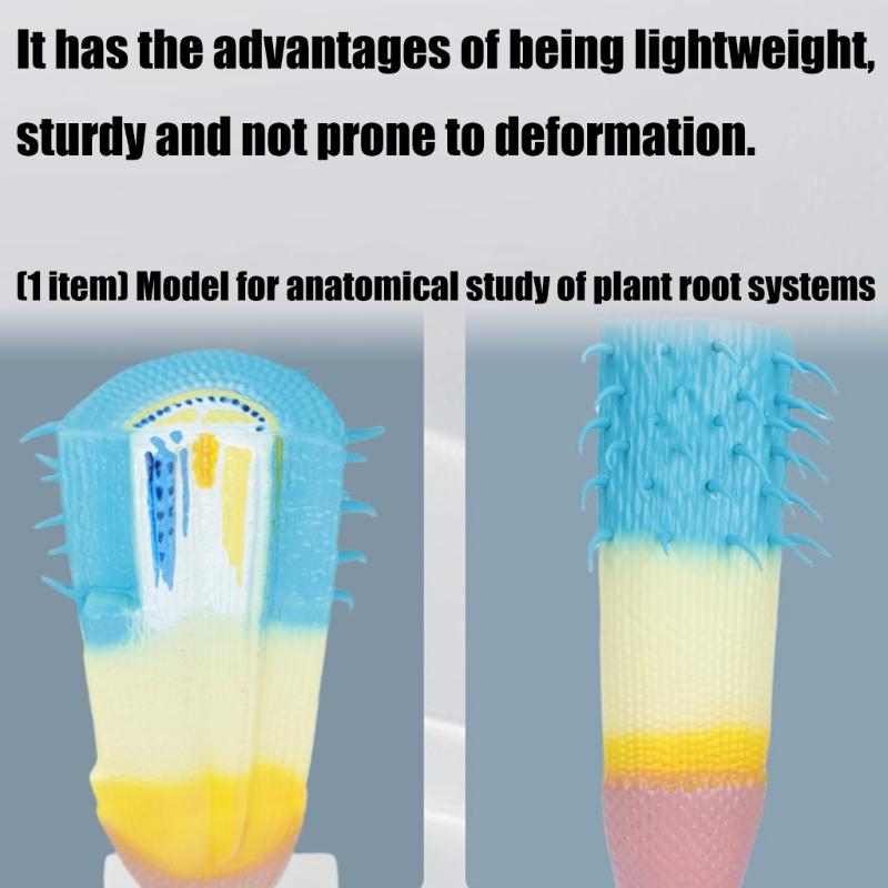 Professional Anatomical Plant Root Model Realistic Plant Root Anatomy Model For Classroom Learning And Lab