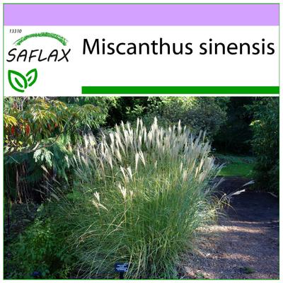 Erba argentata cinese - 200 semi - Miscanthus sinensis
