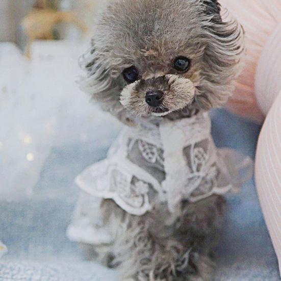 Haine pentru câini Gât rotund Protecție solară Poliester Rochie de prințesă pentru animale de companie pentru vară