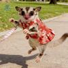 Adjustable Ferret Harness Skirt Breathable Escape-Proof Guinea Pig Chest Strap with Strap Straps Flower Pattern Hamster Vest