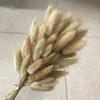 Natural Bunny Tail Grass Dried Flower Bouquet, 60 Stems for Home Decor
