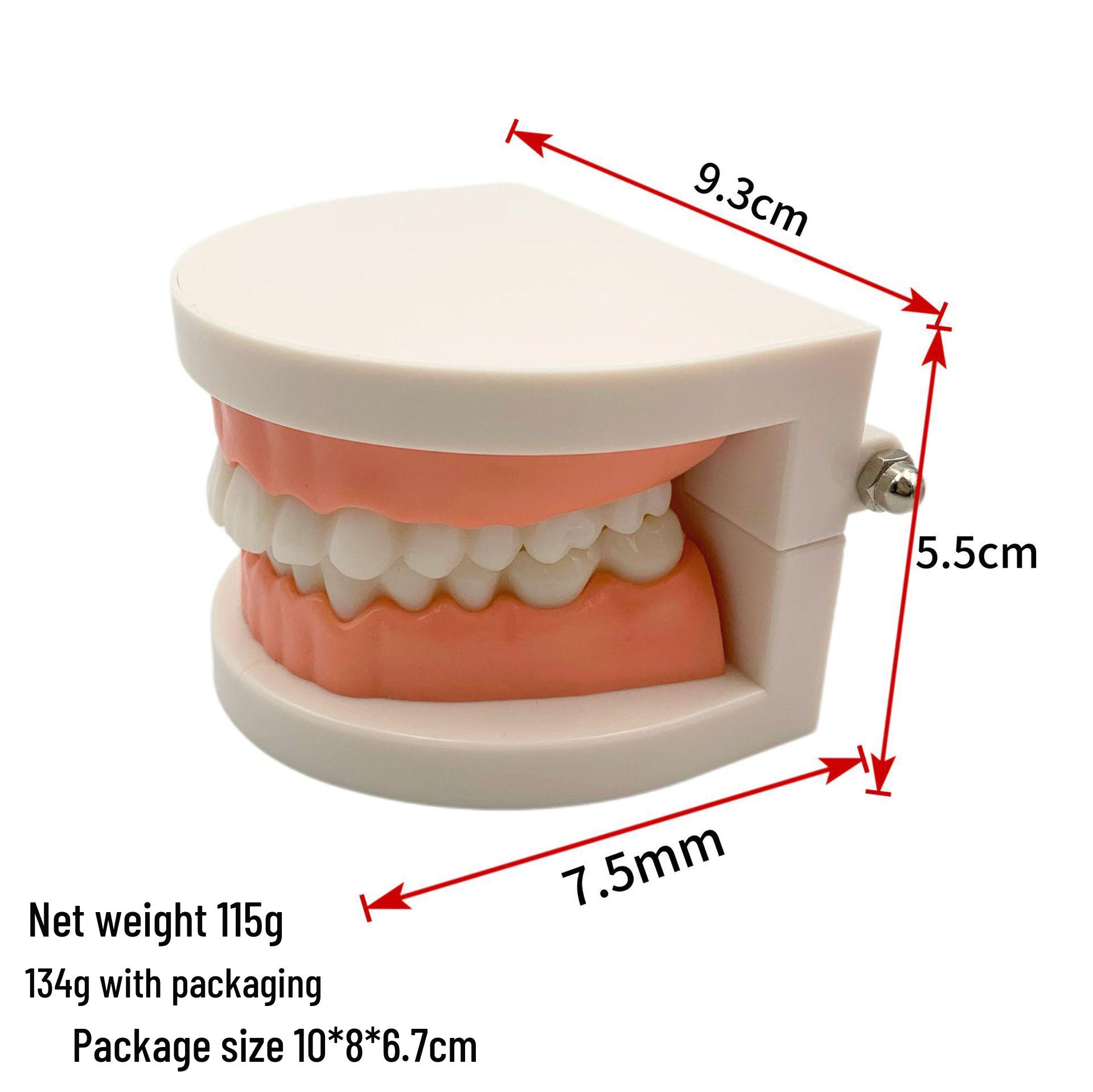 Dental Teaching Denture Model for Kids - Detachable Tooth Model
