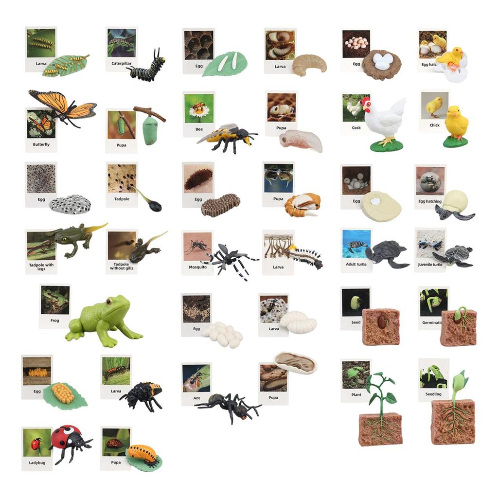 Animal Figurines Set for Biology Education And Party Gifts