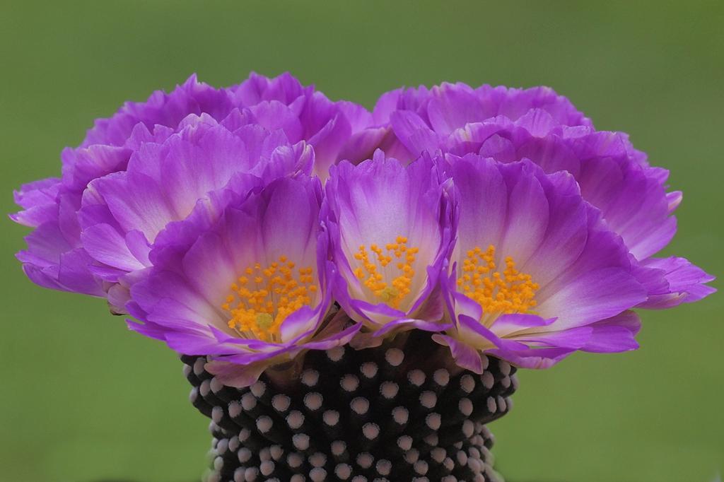 SAFLAX Garden In the Bag - Mammillaire Mix - 40 Seeds - With Substrate In a Fitting Stand Up Bag - Mammilaria Mix