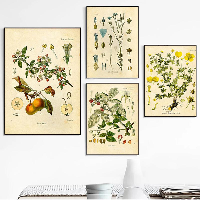 Vintage obrazy divokých rostlin na plátně Botanická květinová studie Pivoňka Plakát a tisk Nástěnný umělecký obraz do obývacího pokoje Cuadros