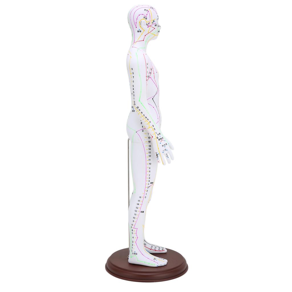 60cm Acupuncture Model Human Acupuncture Meridians Model with Base Acupuncture Needle Set