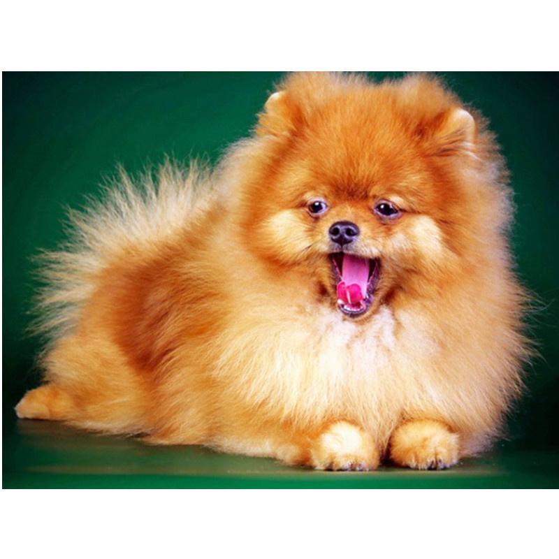 

5D DIY Алмазная картина Милый щенок Симпатичные животные Алмазная вышивка Набор для вышивки крестом Полный горный хрусталь Мозаика Домашний декор Round 20x30cm