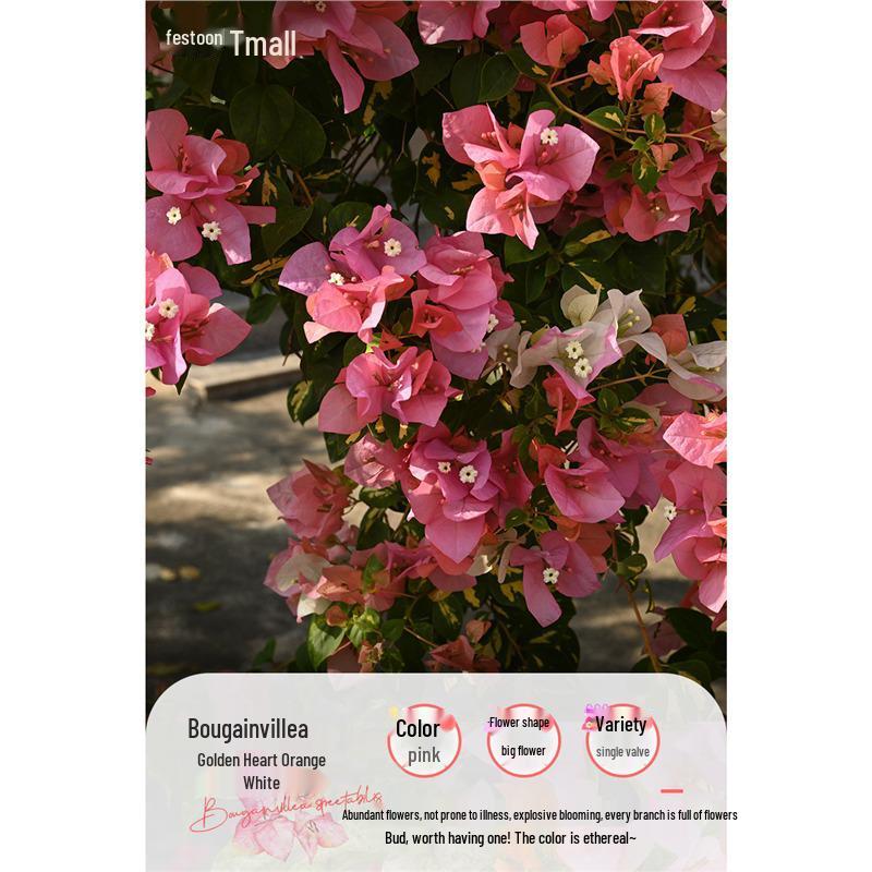 Large Bougainvillea Climbing Plant with Flowers - Indoor/Outdoor Greenery for Balcony and Courtyard