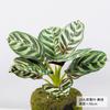 Nordic Style Simulation Green Plant Canna Potted Plant Office Fake Green Plant Landscaping Ornament Real Leaves