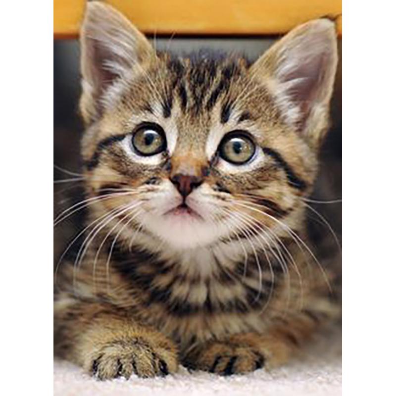 DIY 5D Diamond Painting Full Round Drill Rhinestone Cat Diamond Embroidery Animals Cross Stitch Kit Wall Art Gift Home Decor