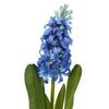 Hill Interiors Hyacinth Stem Artificial Plant