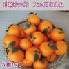 Sugarello Mandarin Fake Artificial Fruit Imitation Photo 5 Pieces Oranges, Mandarins, Models, Objects, Figurines, Ornaments, Props,