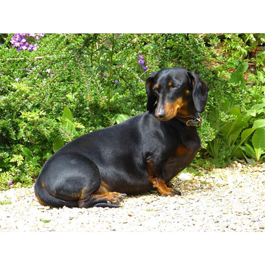 Kompletní 5D kutilské diamantové malování Všechny druhy psů Diamantové vyšívání Sady křížkového stehu Domácí dekorace Ručně vyrobený dárek