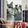 Cool Fashion Funny Cool Cat Tapestry Decoration Bedroom Dormitory Background Cloth Holiday Home Party Living Room Club Tapestry