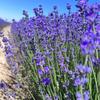 Sachets Bags Natural  Dried Lavender Sachets For Drawers And Closets Strong Smell  Fresh Scents Home