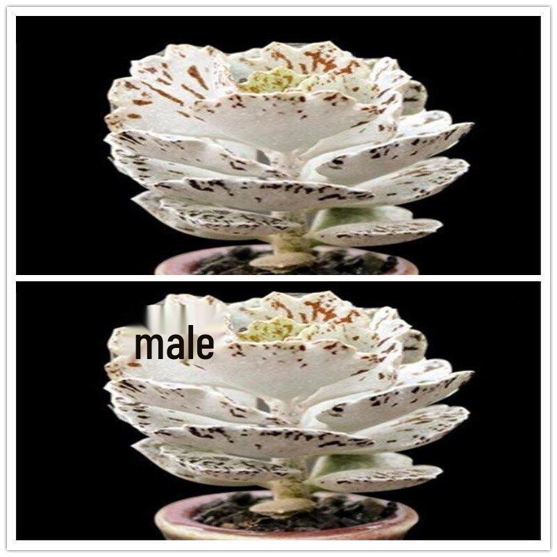 Elegant Sparrow Fan Succulent Collection - White, Expensive, and Black Variants in Small Potted Plants