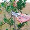 Takagi Sun Garden Pruning Aluminum Easy to Apply Cuts Thick Stainless Steel Garden Fruit TAKAGI Shears, Die-Cast, 200mm, Force, Branches, Blade,