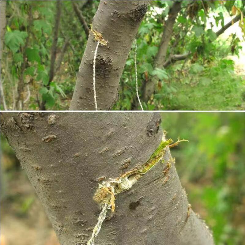 Drátová pila z nerezové oceli Řezací lano Řetězové vybavení pro nouzové cestování Kempování Turistika Outdoor Survive Tool