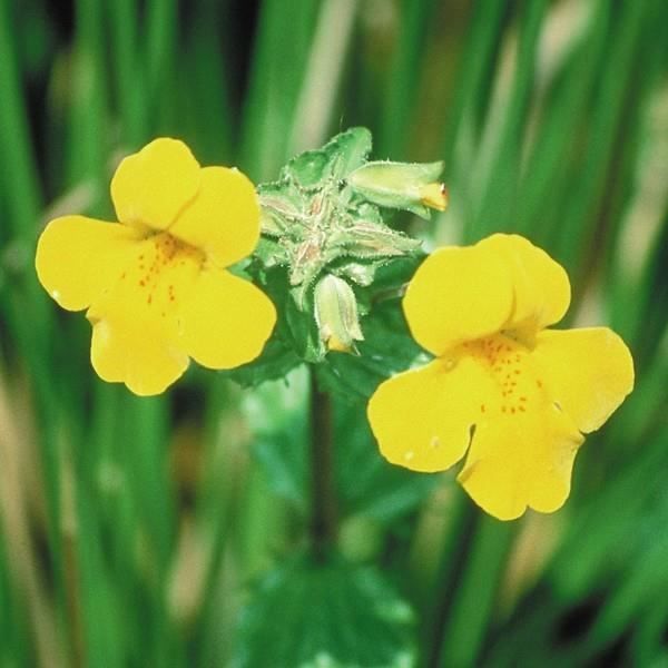 Mimulus N°20 - Peur Des Choses Définies 20ml - Fleurs De Bach Original