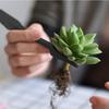 Pieces Plants Succulent 15 Tools Plant Repotting Mat And Storage Bag For Indoor Outdoor Plant Care